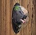 N&M Products Pet Window - Acrylic Dog Window/Peep Hole for Door or Gate