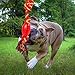 Lifewit Dog Toys, Cotton Dental Teaser Rope Chew Teeth Cleanning Toy for dogs chewers Red