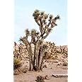 Yucca Brevifolia Joshua Tree, 10 Seeds by Seeds2Go