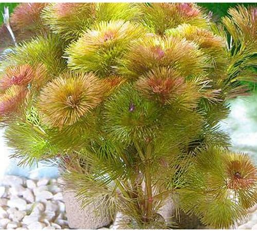 レッドカボンバ 1個 100 品質保証 水草 メダカ 金魚藻 おもちゃ B00uf4aqws 車 バイク 本州 四国限定 生体 ライフマルチ 茶 パソコン 周辺機器 新作製品 世界最高品質人気 正規品送料無料 激安超特価