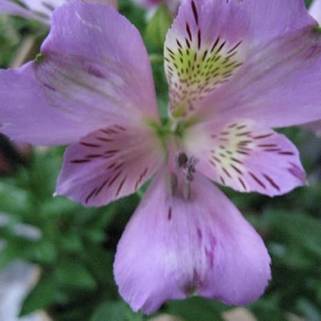 Amazon 宿根草 アルストロメリア ムラサキノ コンテナガーデン 花