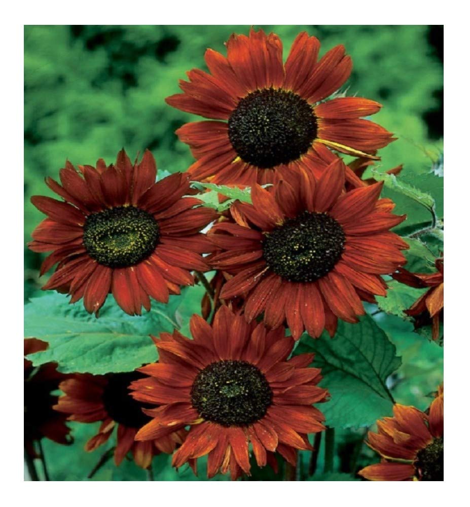 PREMIER SEEDS DIRECT - Sunflower - Velvet Queen - 40 Finest Seeds - Organic
