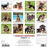 Image de Just German Shepherd Puppies 2017 Wall Calendar (Dog Breed Calendars)