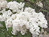Betsy Ross Lilac - Syringa oblata - Healthy Established Gallon Potted Shrub â€“ 1 Plant by Growers Solution