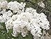 Betsy Ross Lilac - Syringa oblata - Healthy Established Gallon Potted Shrub – 1 Plant by Growers Solution