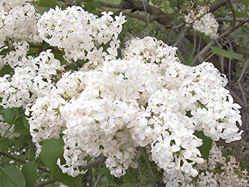 Betsy Ross Lilac - Syringa oblata - Healthy Established Gallon Potted Shrub – 1 Plant by Growers Solution Betsy Ross Lilac - Syringa oblata - Healthy Established Gallon Potted Shrub – 1 Plant by Growers Solution