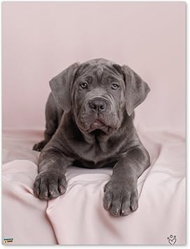 Amazoncom Graphics And More Neapolitan Mastiff Dog In Bed