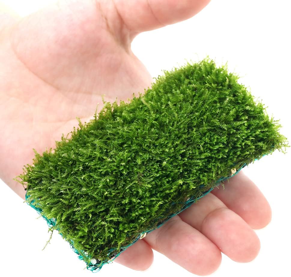 Amazon 水草 南米ウィローモスマット 無農薬 １個 北海道航空便要保温 Charm チャーム 生体水草 通販
