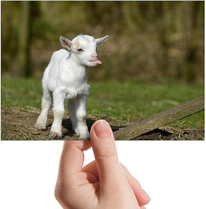 Photo De Bebe Chevre Blanc Petite Photo 15 X 10 Cm Amazon Fr Cuisine Maison