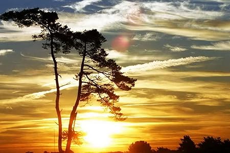 Amazon Co Jp A0 特大 ポスター 木雲空簡単な空気無重力衰退夕方 壁紙ウォールステッカーポスター A0 11x841mm Generic