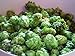 Cascade Beer Hops Vine - Humulus - Grow your own Beer - Americas Favorite - 4
