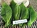 NAVA CHIANGMAI Rubber Tree Leaves - Pack of 100 Skeleton Leaves Decorative DIY Craft, Artificial Leaves Craft Card Scrapbook DIY Handmade Embellishment Decoration Art (Green)