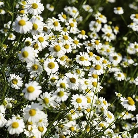 Amazon 国華園 種 野菜たね ハーブ ジャーマンカモミール 1袋 0 2ml 21年春商品 野菜