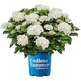 Endless Summer 2 Gal. Hydrangea Dream Cloud Shrub