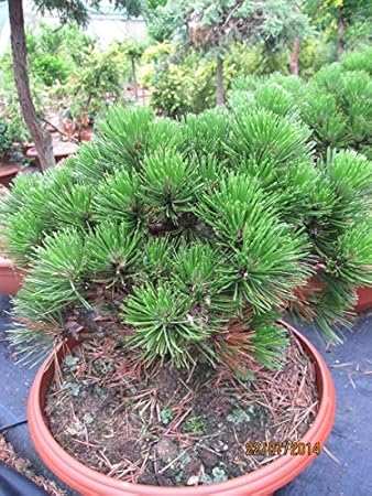 Pinus leucodermis Schmidtii - Schlangenhautkiefer Schmidtii