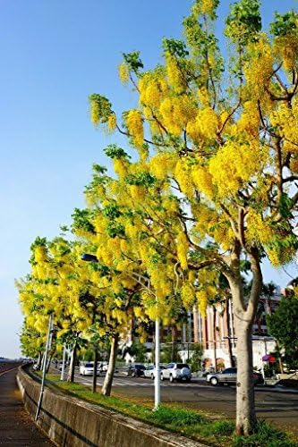 Indian Larbunum, Cassia Fistula Golden Shower Tree Yellow Flower Seed 10 Seeds
