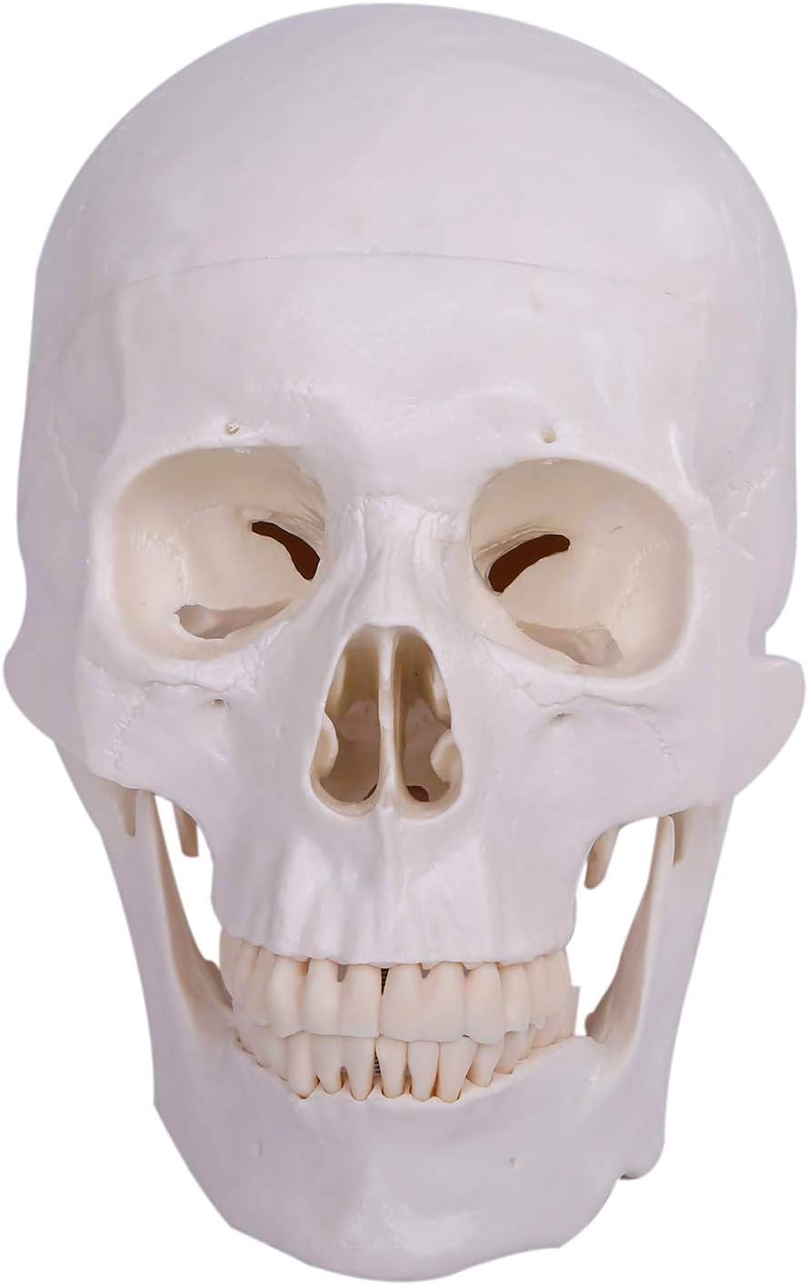 Amazon Wetry 頭蓋骨 模型 実物大 超精密 可動 ガイコツ 歯科 学校 病院 教材用 Wetry 人体模型