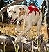 RUFFWEAR RED Web Master Dog Harness and Flat Out Leash Combo ♦ Secure Reflective Supportive Multi USE (Large/XL)