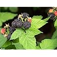 50 Black Raspberry Rubus Fruit Bush Vine Seeds