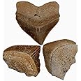 Fossil Shark Teeth Squalicorax Megalodon Relative Lot of 3! Real & Authentic Ocean Great for Kids Classroom Science Paleontology Metaphysical Healing Dinosaur Cretaceous Geology