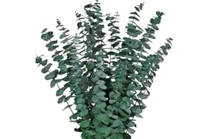 LYS&LYX 10 Pcs Preserved Dried Eucalyptus Stems, 17" Natural Fresh Eucalyptus Bundles for Shower, Real Plant for Vase Filler,
