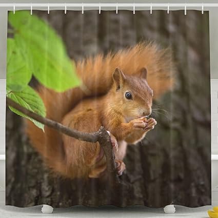 Amazon Com Arsmt Custom Shower Curtain With Hooks Cute Squirrel