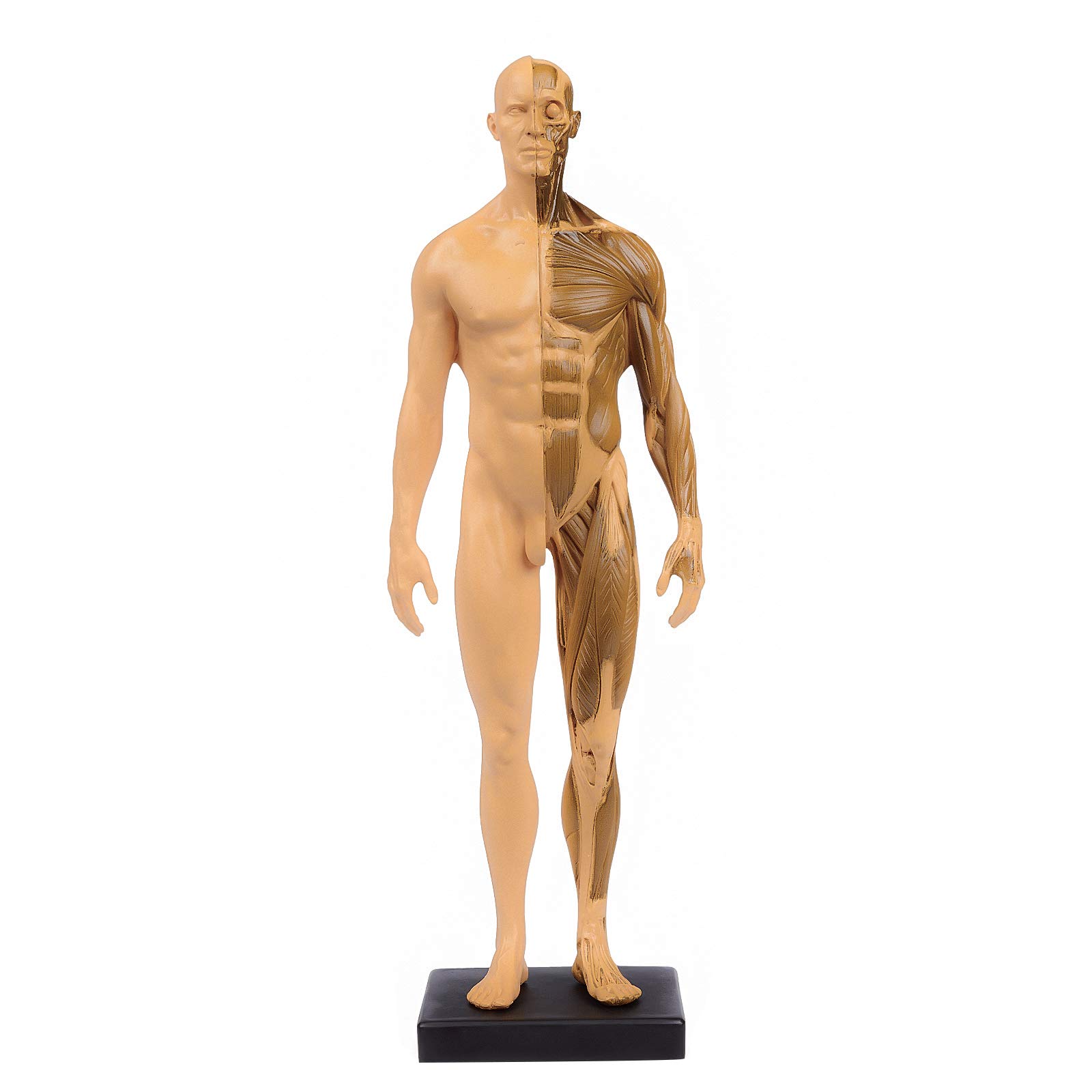 Aprodite 30cm PU Human Skeleton Anatomical Model Anatomy Skull Sculpture Body Muscle Yellow
