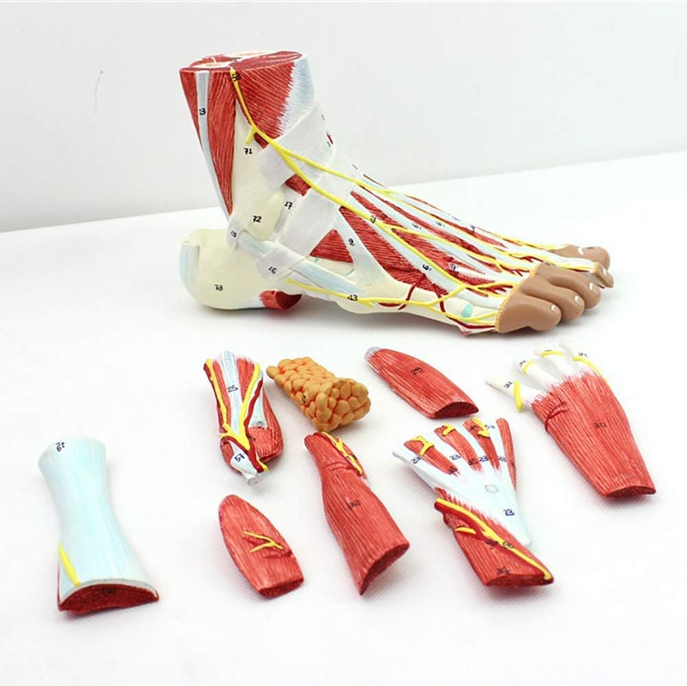 XLST Foot Anatomy Model 9 Parts Ankle Joint Muscle Ligament Neurovascular Model for Medical Educational Training Model