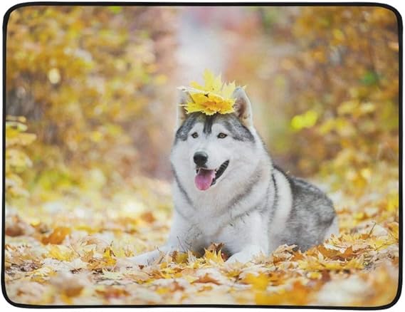 yellow siberian husky