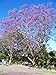 Seeds and Things Blue Jacaranda Tree 20 Seeds - Tropical