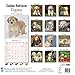 Golden Retriever Puppies Calendar - Only Dog Breed Golden Retriever Puppies Calendar - 2016 Wall calendars - Dog Calendars - Monthly Wall Calendar by Avonside