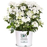Proven Winners 2 Gal. Fairytrail Bride Hydrangea Shrub