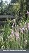 In the Garden 2015 Pocket Planner by 