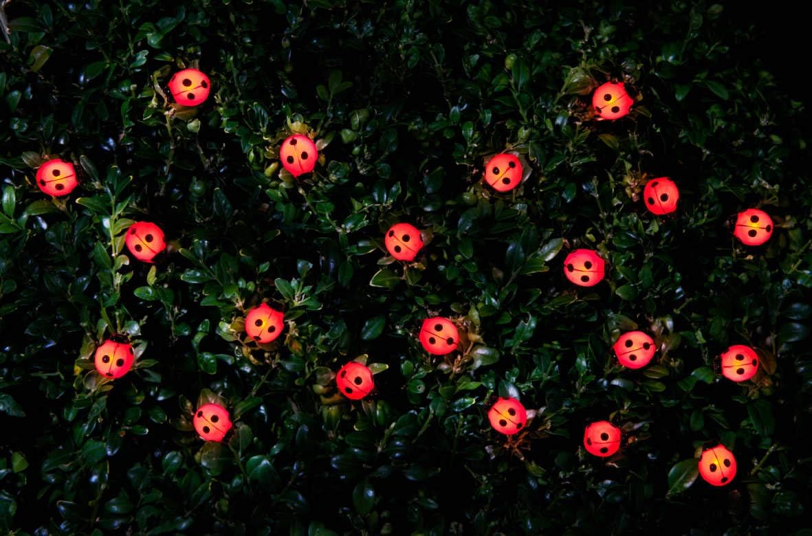ultimatesalestore1 Ladybird Design 30 Insect Solar String Lights