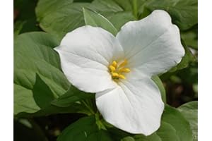 50+ Seeds Wft White Trillium Seeds Wildflower Royalty