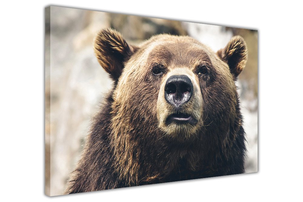 Wild Grizzly Bear On Framed Canvas Wall Pictures Home Decoration Animal