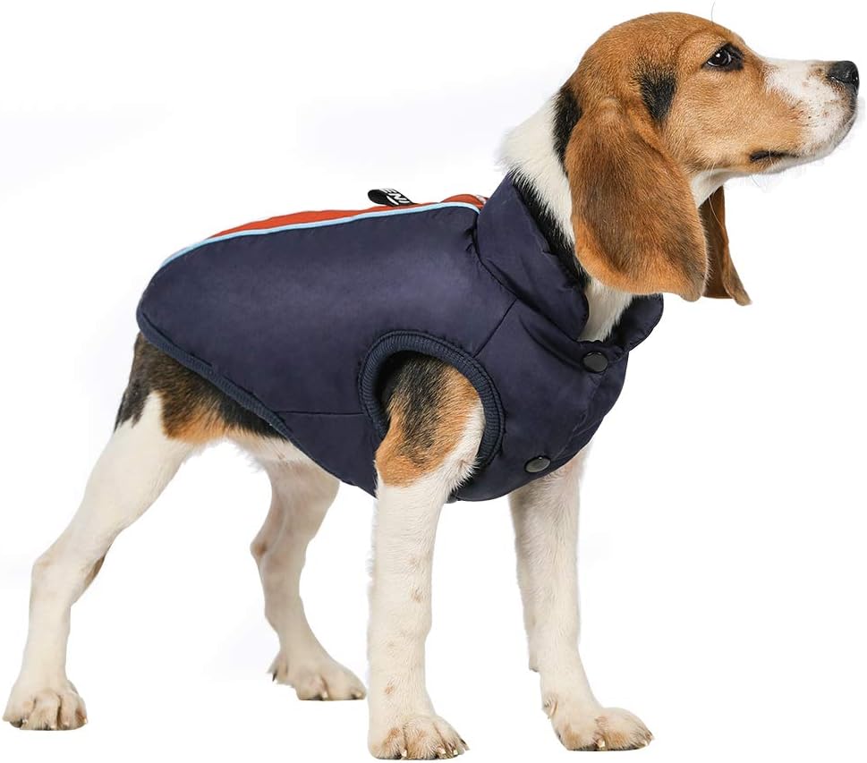 what is 16 in cat years