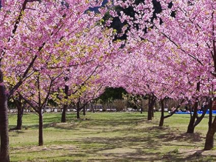 Amazon Co Jp 1年間枯れ保証 シンボルツリー落葉 サクラ 河津桜 2 0ｍ露地 ホーム キッチン