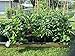 Root Pouch Grow Bags, 7 Gallon with Handle, 3-4 Year, Bundle of 10