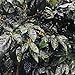 Nicaragua (1 LB) Cascara, Direct Trade, Brewing Instructions Included
