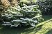 Snowball Bush 6"- 18" Viburnum plicatum ‘Mariesii’ - 3.5” Healthy Potted Plant – 3 Pack by Growers Solution