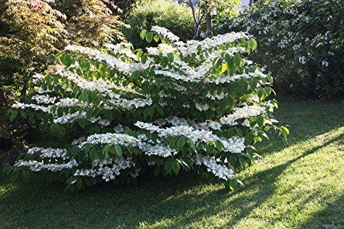 Snowball Bush 6 Snowball Bush 6