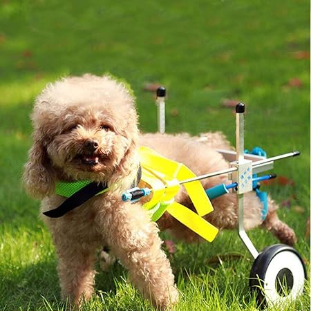 silla de ruedas para perros amazon