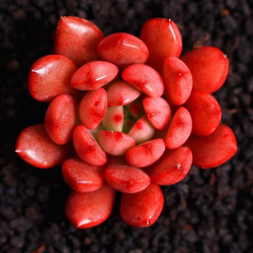 Cioler 100 unidades semiseductor rosa rubí semirraros Echeveria ...