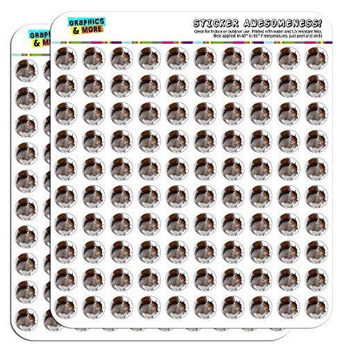 Squirrel Eating in Winter 1/2