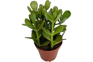 HIRT'S GARDENS Sunset Jade Plant - Crassula - Easy to Grow House Plant - 4" Pot