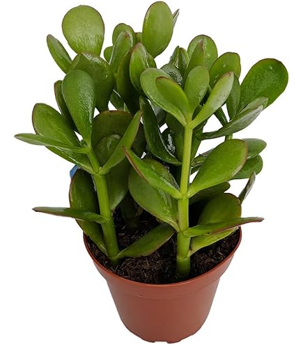 indoor corner plant stand 3-tier Corner Plant Stand Black Powder-Coated Steel, Indoor/Outdoor Decorative Display Shelf