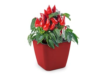 Domestico Kit de Jalapeños para cultivar, Chilli peppers growing ...