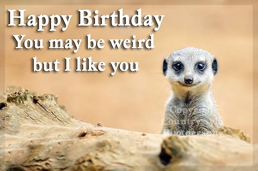 Meerkat Funny Imán para nevera regalo de cumpleaños para amigo o ...