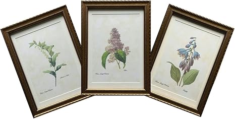Amazon ピーリモ Pealimo インテリア 絵画 モダン おしゃれ 植物画 ボタニカルアート Mサイズ3枚セット 花3種セット 13 980 ピエール ジョセフ ルドゥーテ 花 額装品 複製版 高画質印刷アート Pierre Joseph Redoute エクステリア Amazon ピーリモ Pealimo インテリア 絵画 モダン おしゃれ 植物画 ボタニカルアート Mサイズ3枚セット 花3種セット 13 980 ピエール ジョセフ ルドゥーテ 花 額装品 複製版 高画質印刷アート Pierre Joseph Redoute エクステリア